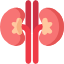 kidney 1