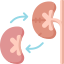 kidney