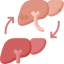 liver