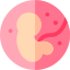 pregnancy 1