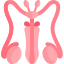 reproductive system