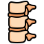 spine
